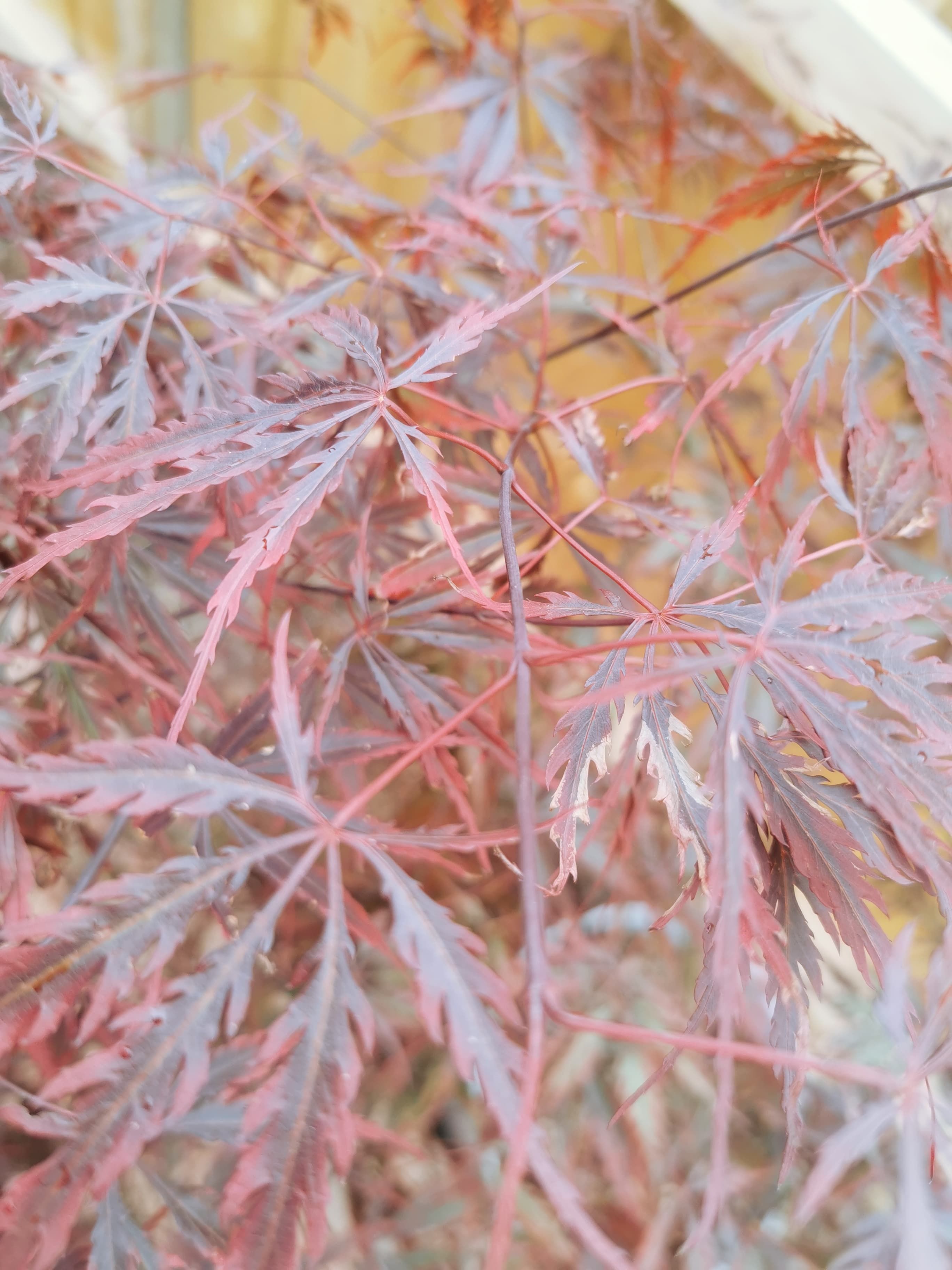 Solved Japanese Maple Tree Bunnings community