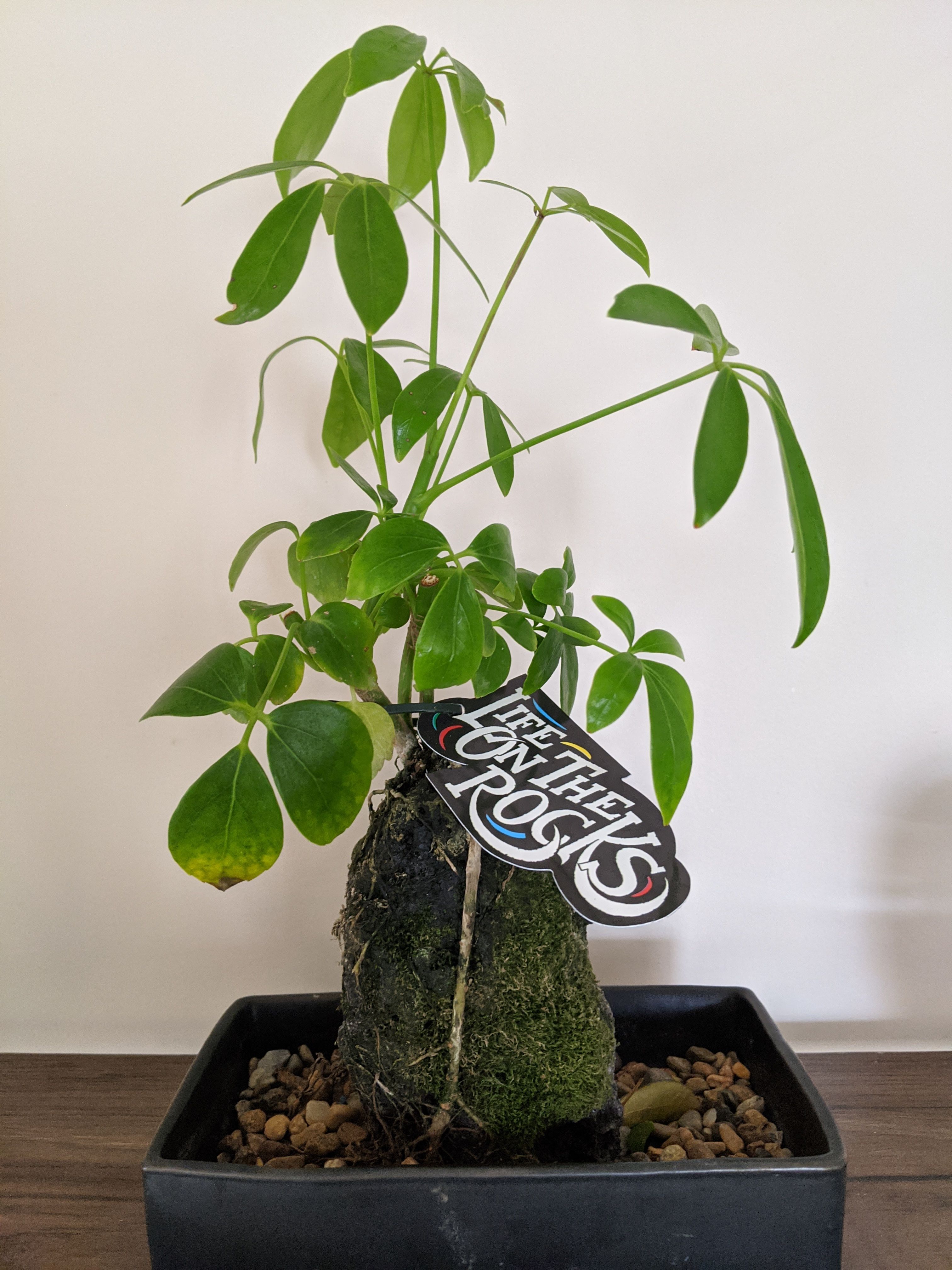 What was the last thing you bought at Bu... Bunnings community