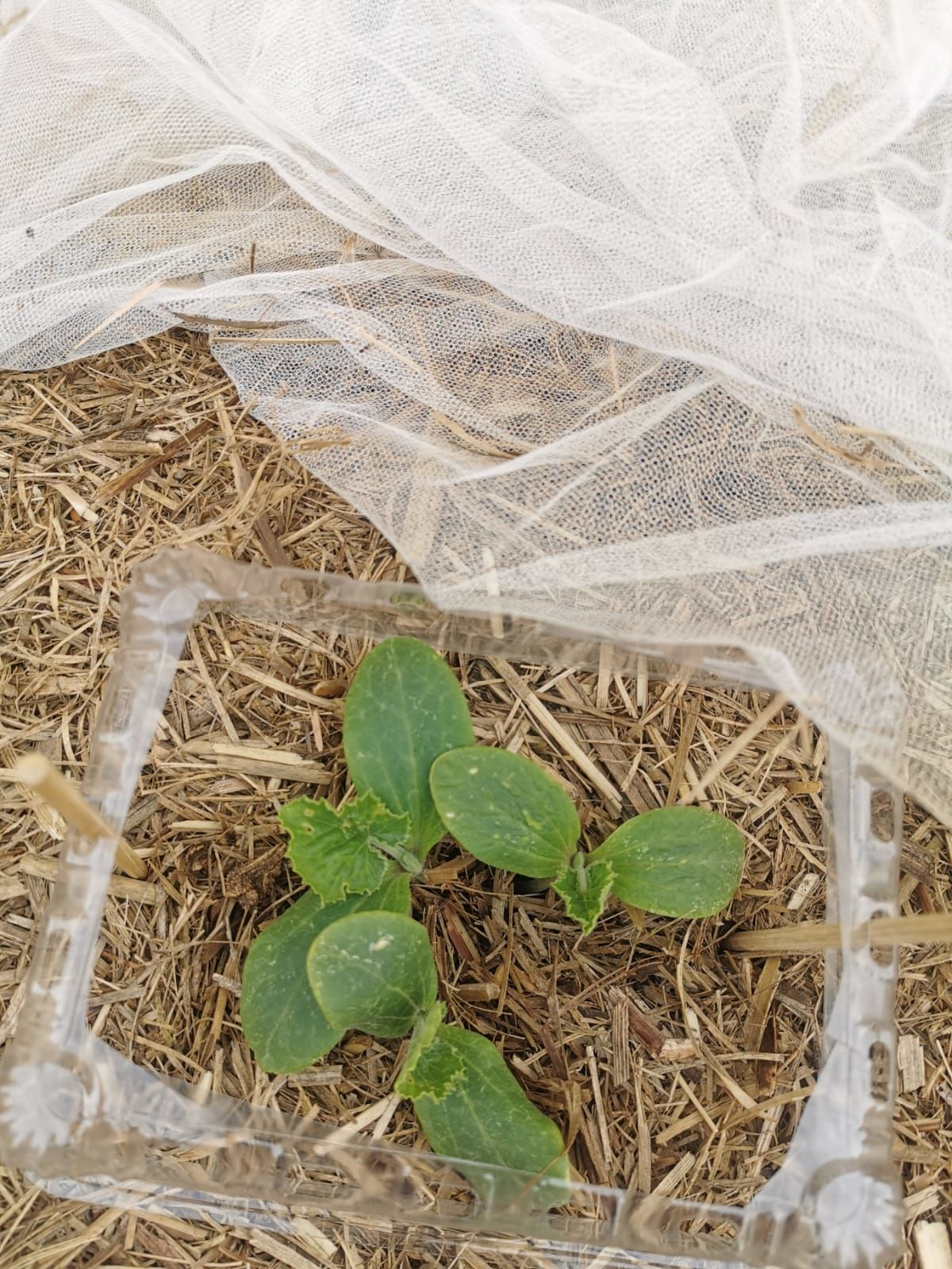 Zucchini seedlings looks sick Bunnings community