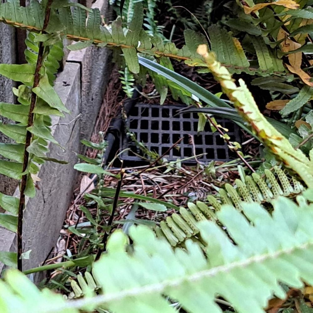 Back door bricks - drain half way along edge of property towards the back.jpeg