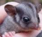 AussiePossum.png