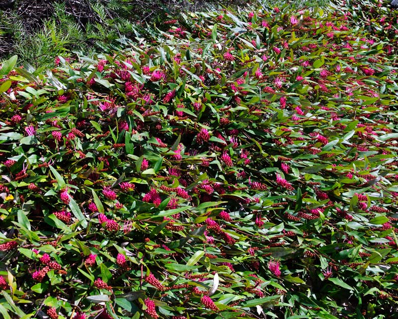 Noninvasive native ground cover suggest... Bunnings community