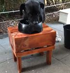 Dog food stand.jpeg
