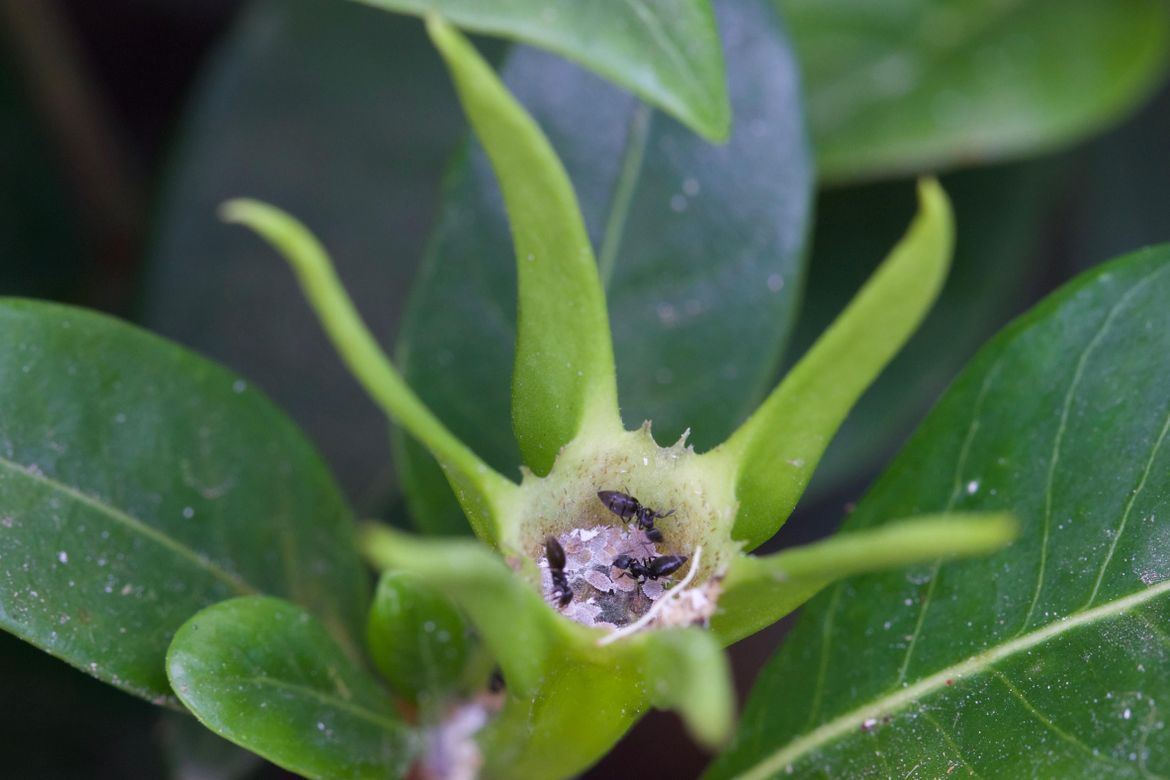 Black ants tending to and 'milking' juvenile mealy-bugs in the base of a gardenia flower after the bloom has dropped.