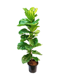 Fiddle leaf fig.png