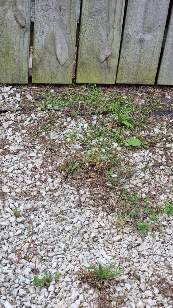 The white stones getting covered by weeds