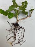 Geranium roots 31st May 2025.jpg