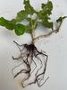 Geranium roots 31st May 2025.jpg