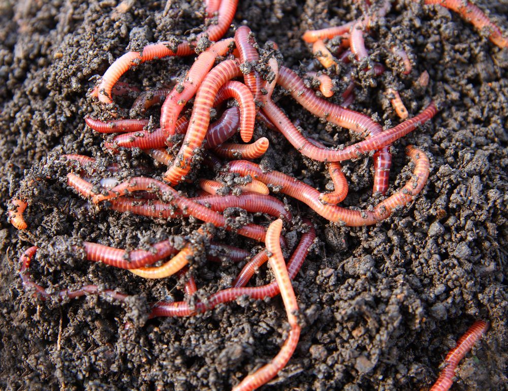 stock_red-worms.jpg