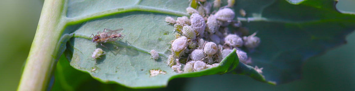 Control vegetable garden pests.png