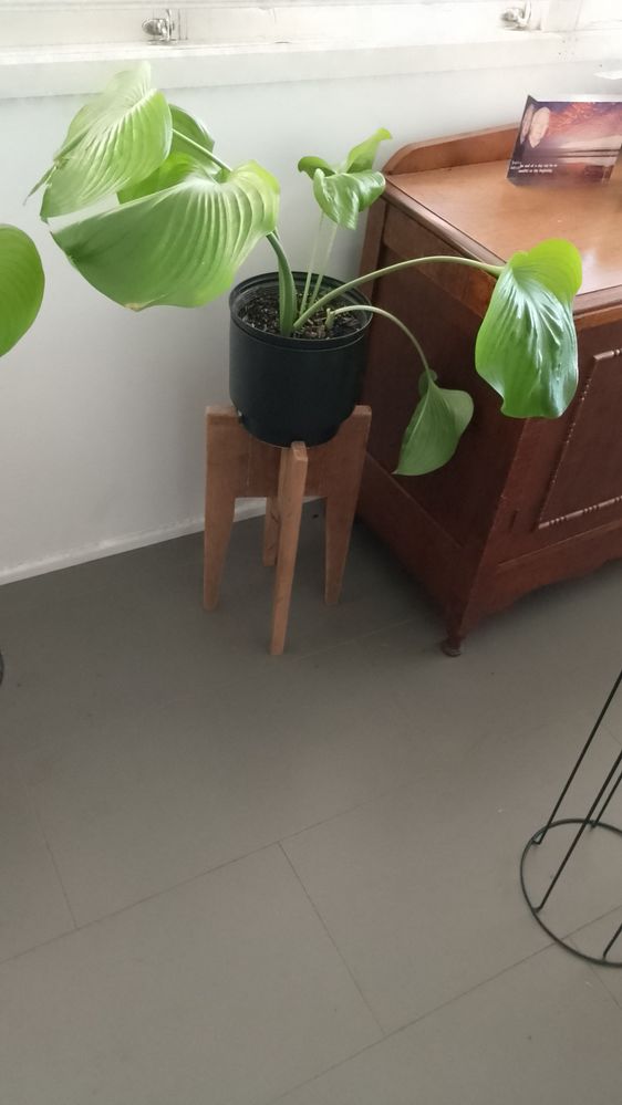 Planter stand with pot & native (Cardwell)  lily