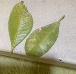 underside of leaves.jpg