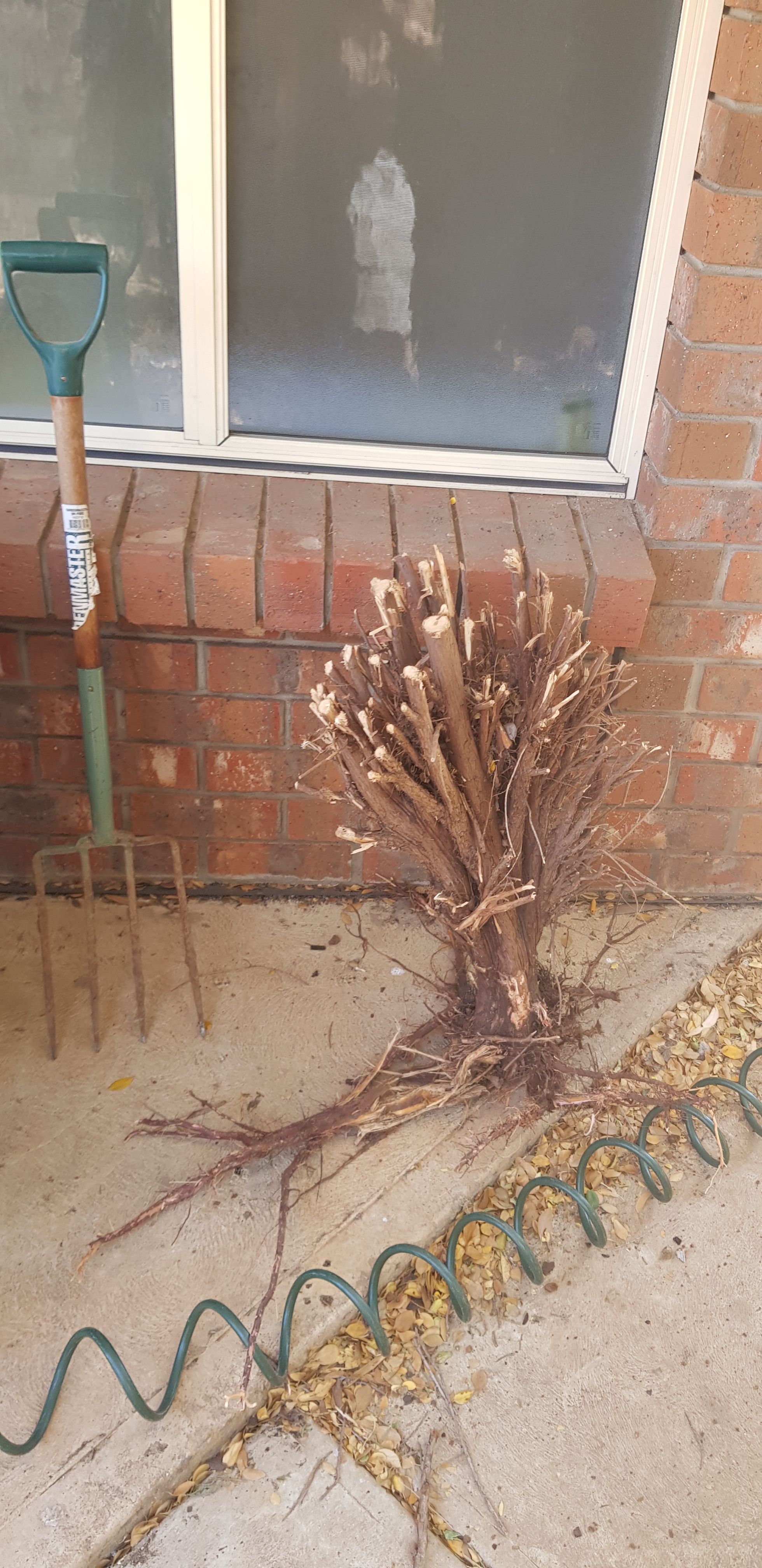 Tree planting advice Bunnings community