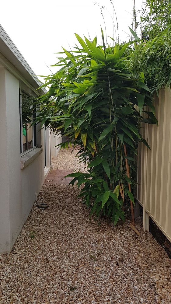 Tiger Grass in original state