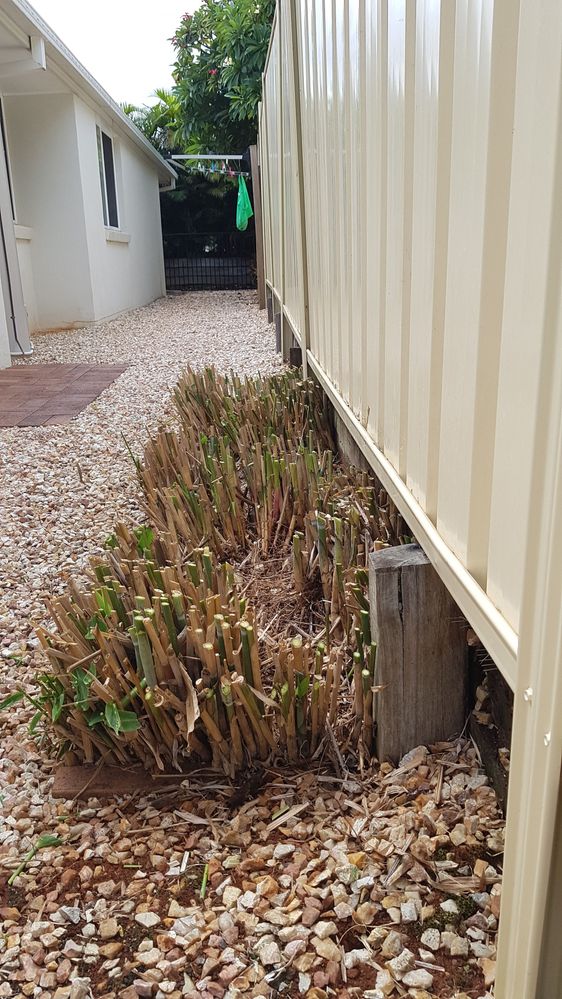 tiger grass ready to go