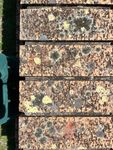 Brick algae.jpg