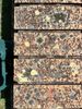 Brick algae.jpg