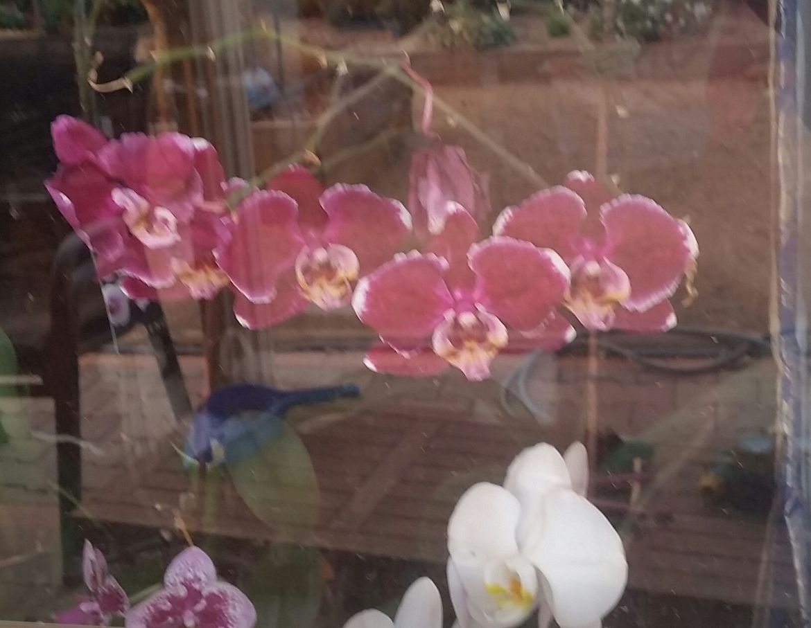 My Orchids peeping out the window