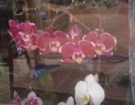 My Orchids peeping out the window
