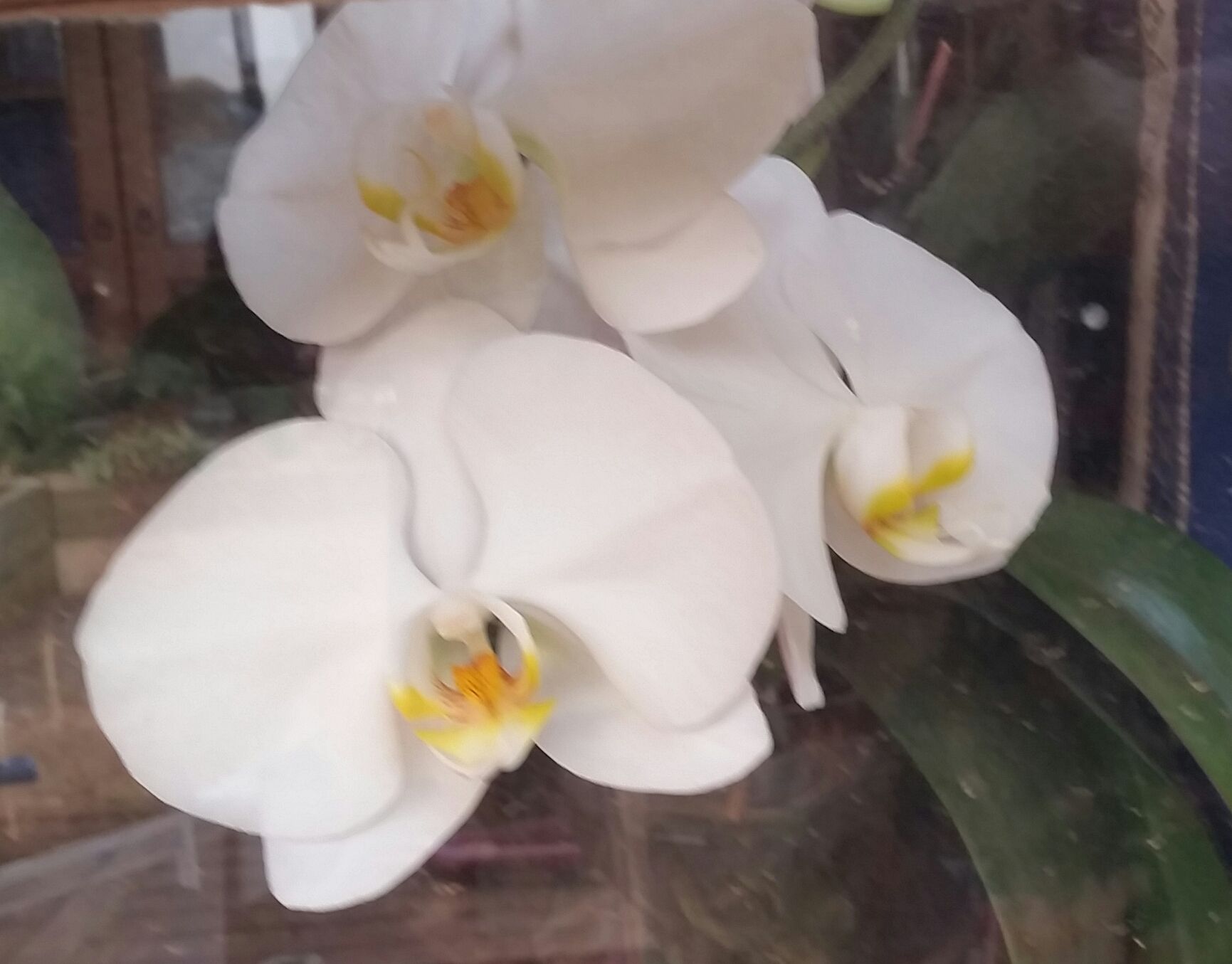 Phalaenopsis Orchid Care Melbourne Bunnings community