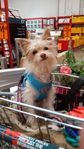 Even my little dog loves shopping with me at Bunnings