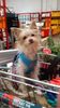 Even my little dog loves shopping with me at Bunnings