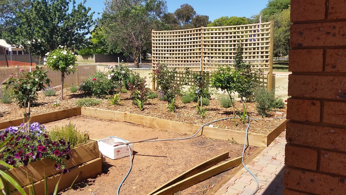 After putting up the trellises - in went the climbing and standard roses
