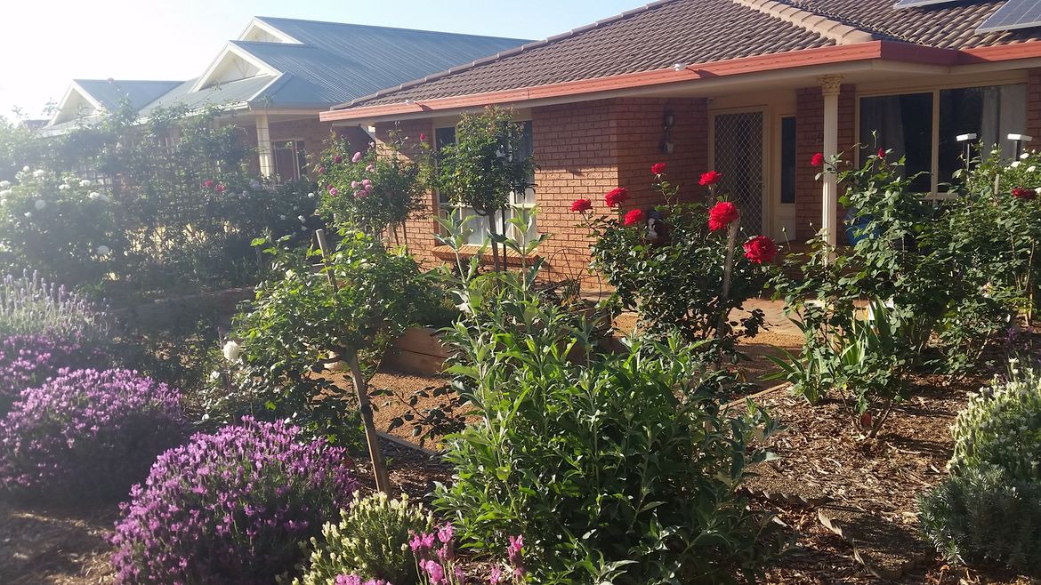 The roses and lavender just love it here.