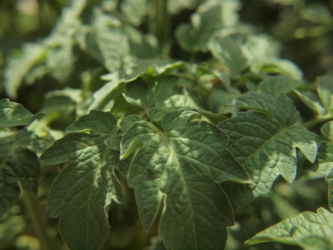 Tomato leaves.jpg