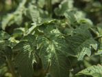 Tomato leaves.jpg