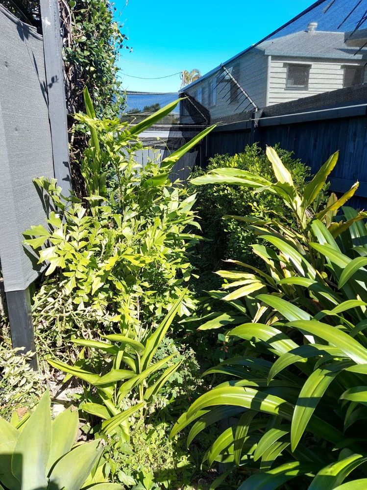 overgrown area with bushes where freestanding bathtub will sitl