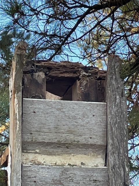 Rotten timber bottom