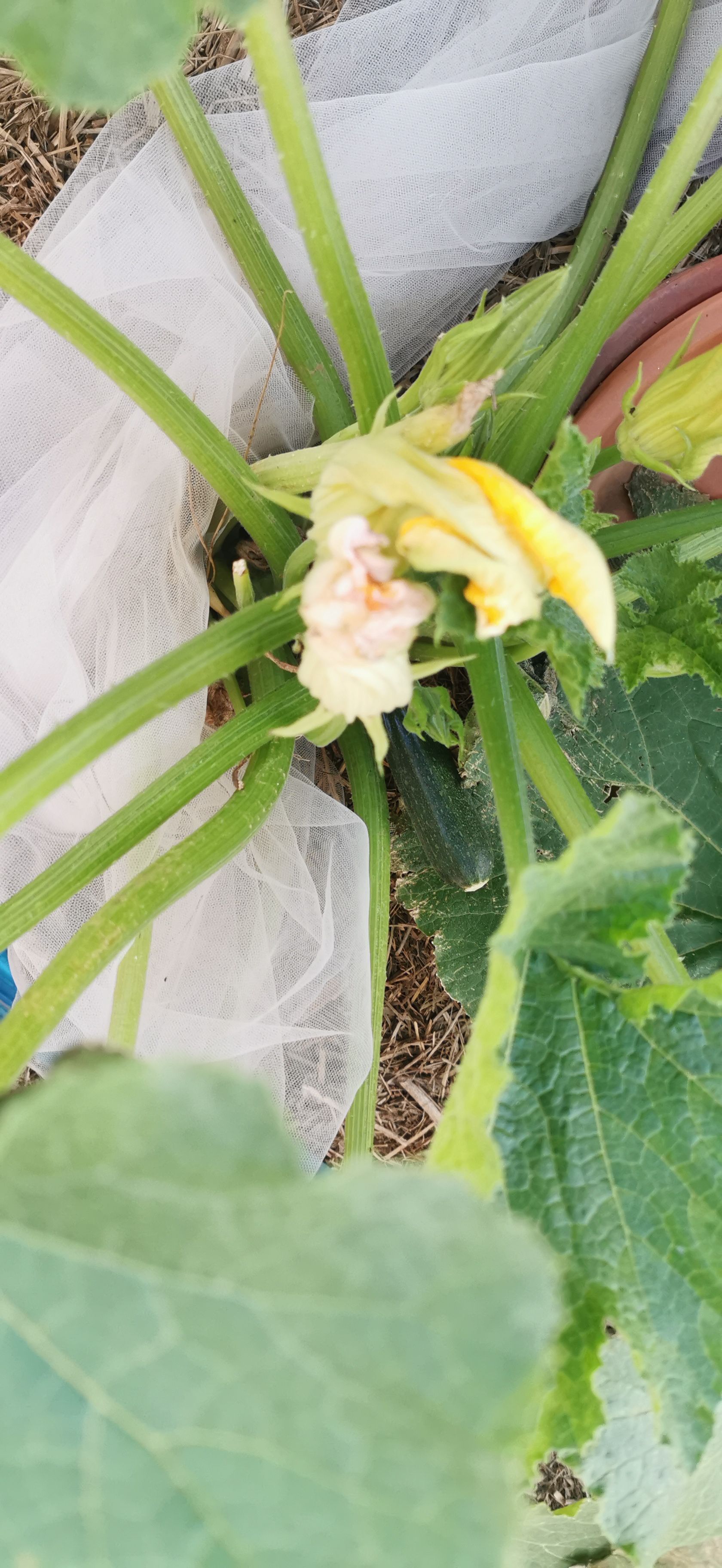Zucchini seedlings looks sick Bunnings community