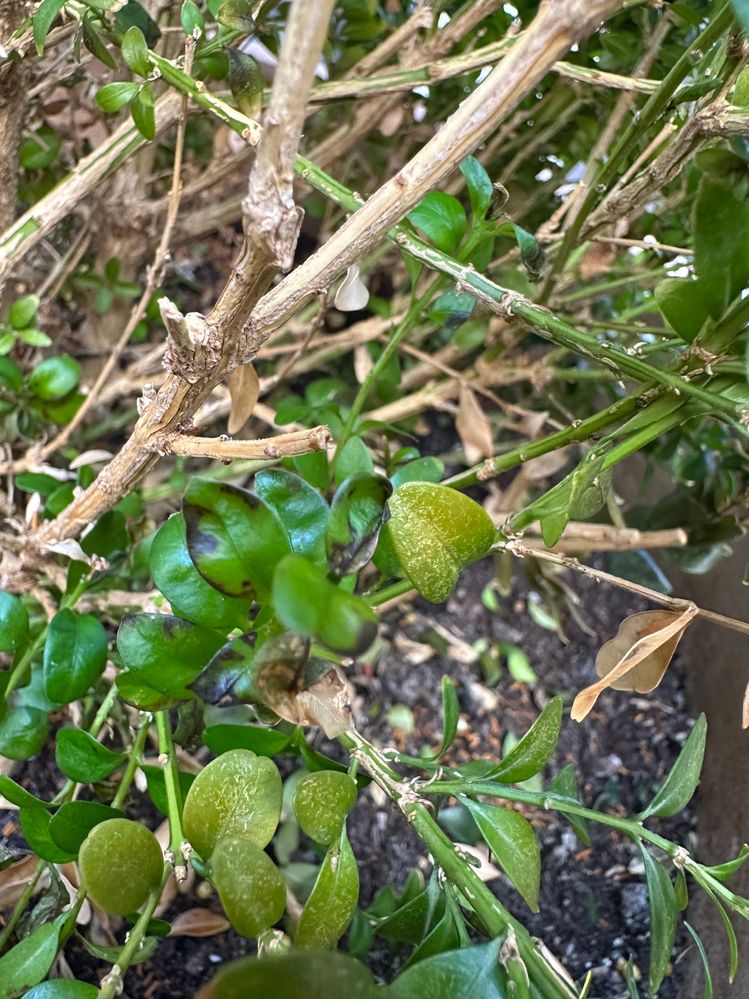 Some new foliage is turning black