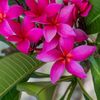 frangipink.jpg