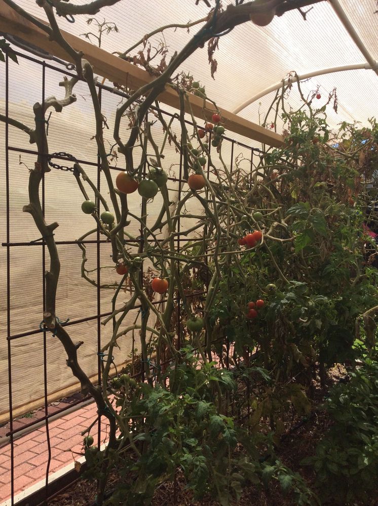 Inside the hoop house