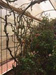 Inside the hoop house