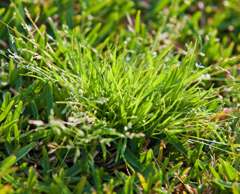 Source - https://lawnsolutionsaustralia.com.au/lawn-care/lawn-weeds/get-the-jump-on-winter-grass-weeds/