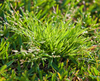 Source - https://lawnsolutionsaustralia.com.au/lawn-care/lawn-weeds/get-the-jump-on-winter-grass-weeds/