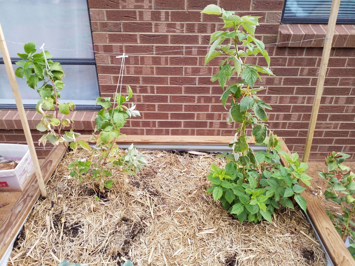 Right one was bought as canes in a bag.