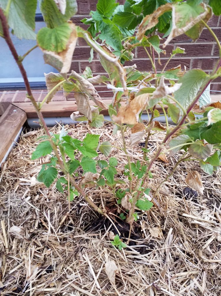 This one was sold in a pot.