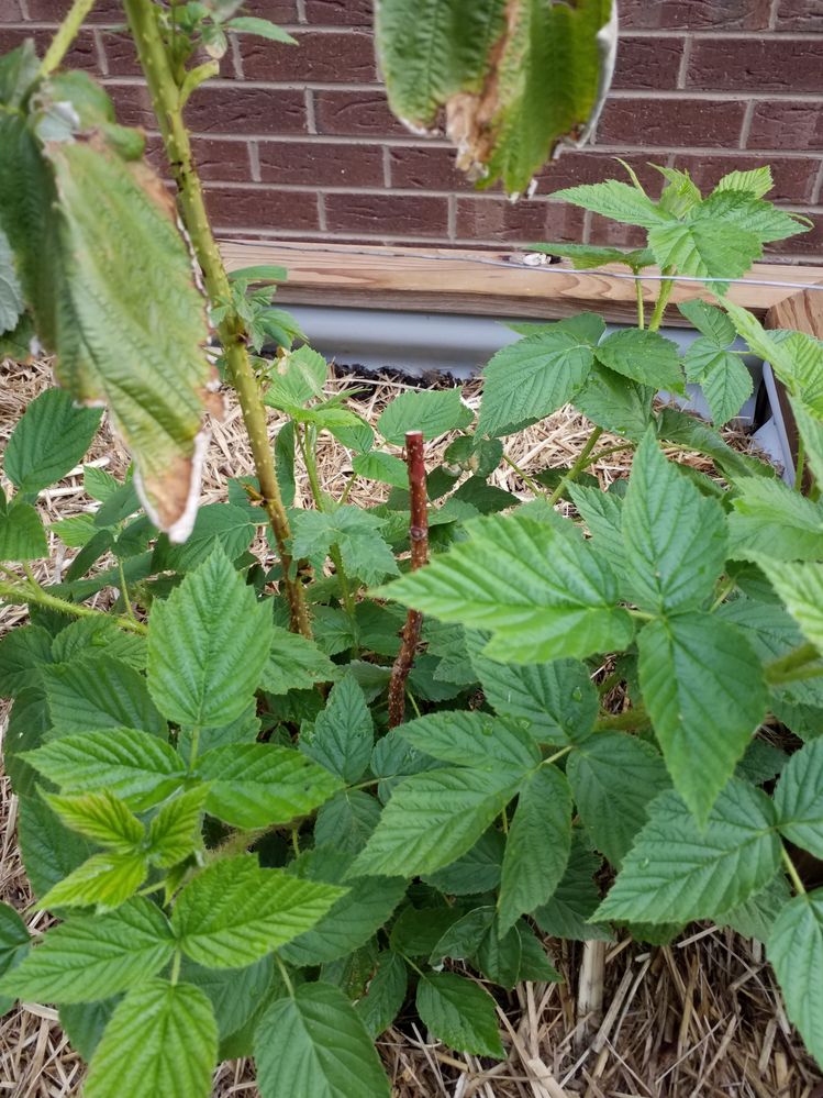 This is the one sold in a bag as canes.