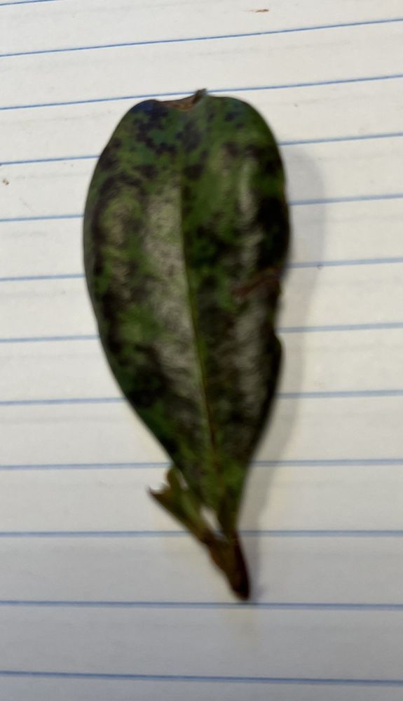 Black blotches on Lilly Pilly.jpg