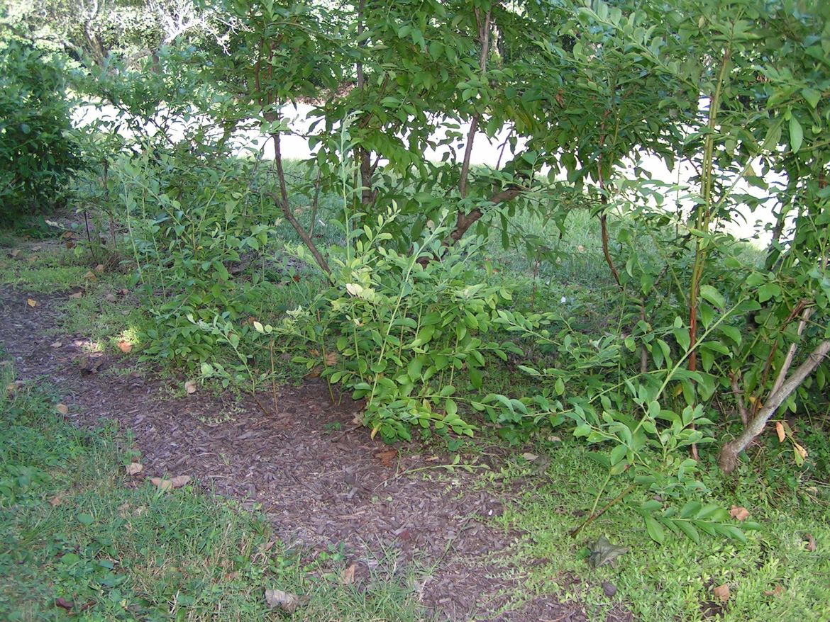 Ground shoots from mother plant