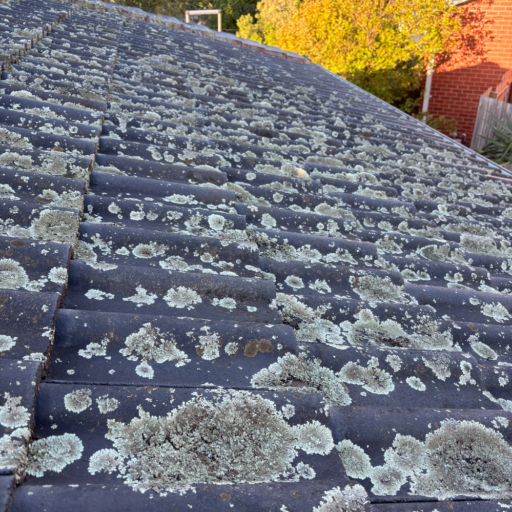 2.1 Tiled roof moss.png