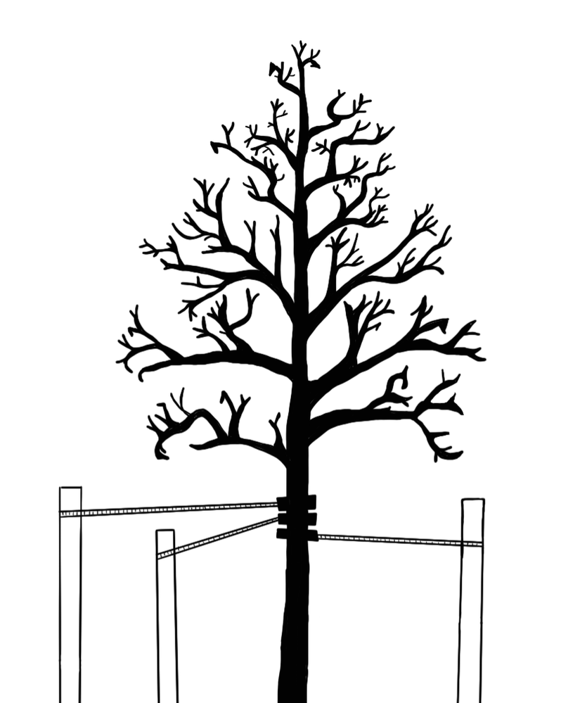 Three stake method for supporting trees.png
