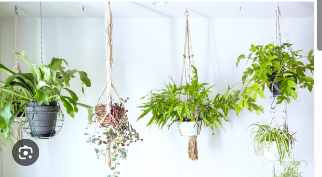 Hanging plants example 1 of 2 (hooks in ceiling)