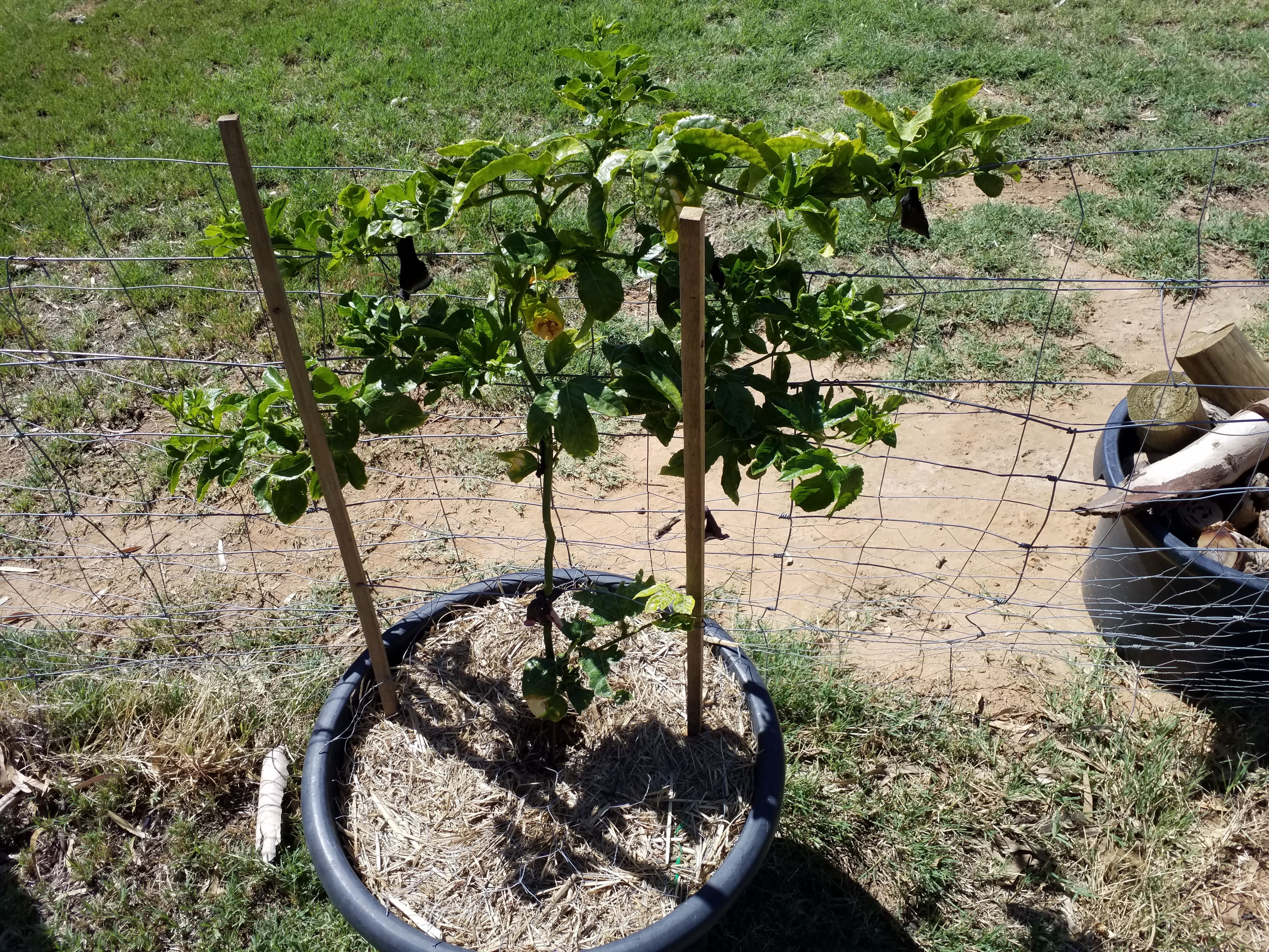 Training young passion fruit. Do I remov... Bunnings community