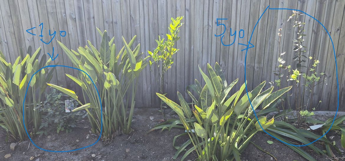 Both blueberry bushes 5yo & less than 1yo bush