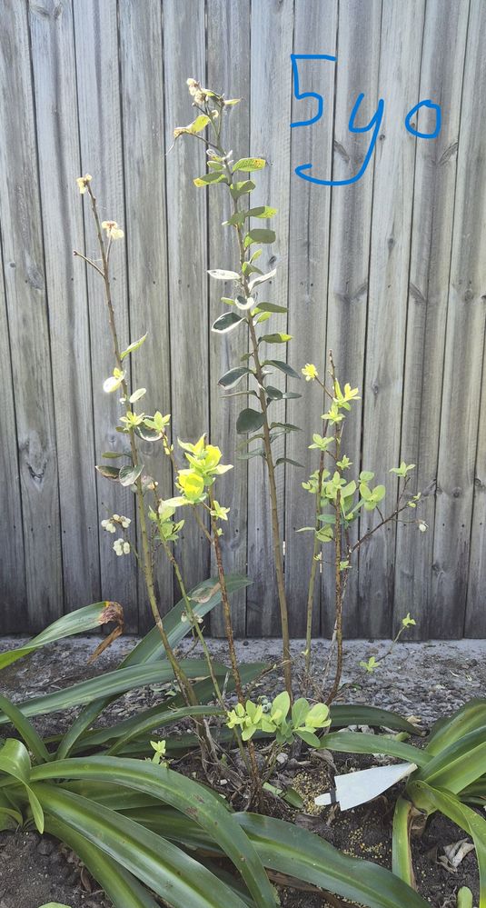 5yo blueberry bush (never really produced much fruit)